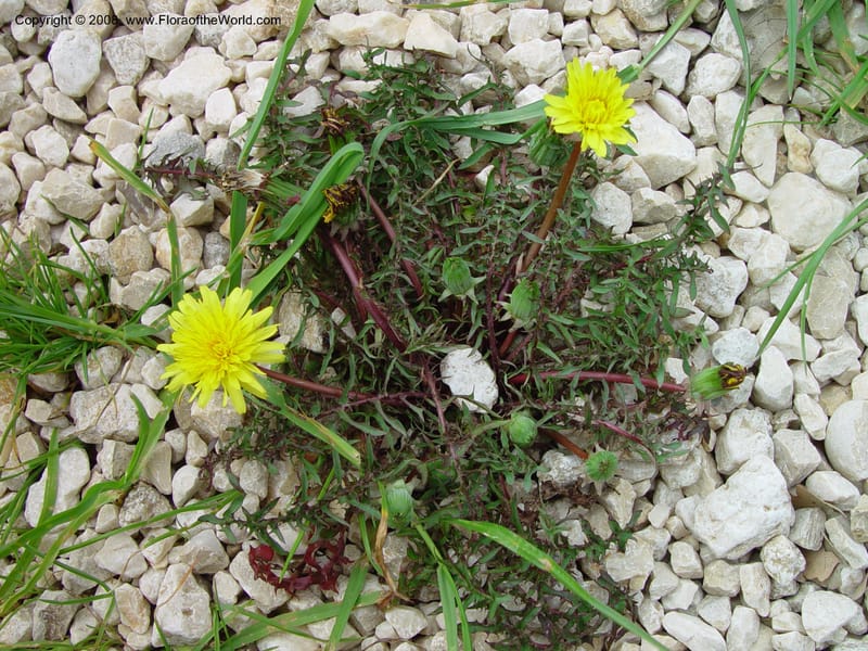 Taraxacum--Italy. Abruzzo. Eremi di San Bartolome, Roccamorice. 10 May 02. 042.jpg