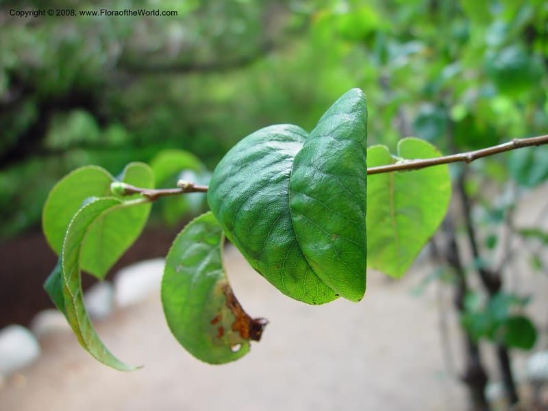 Cydonia sinensis--CA. UCLA. Mathias Bot. Gard. 13 Feb 03. 020.jpg