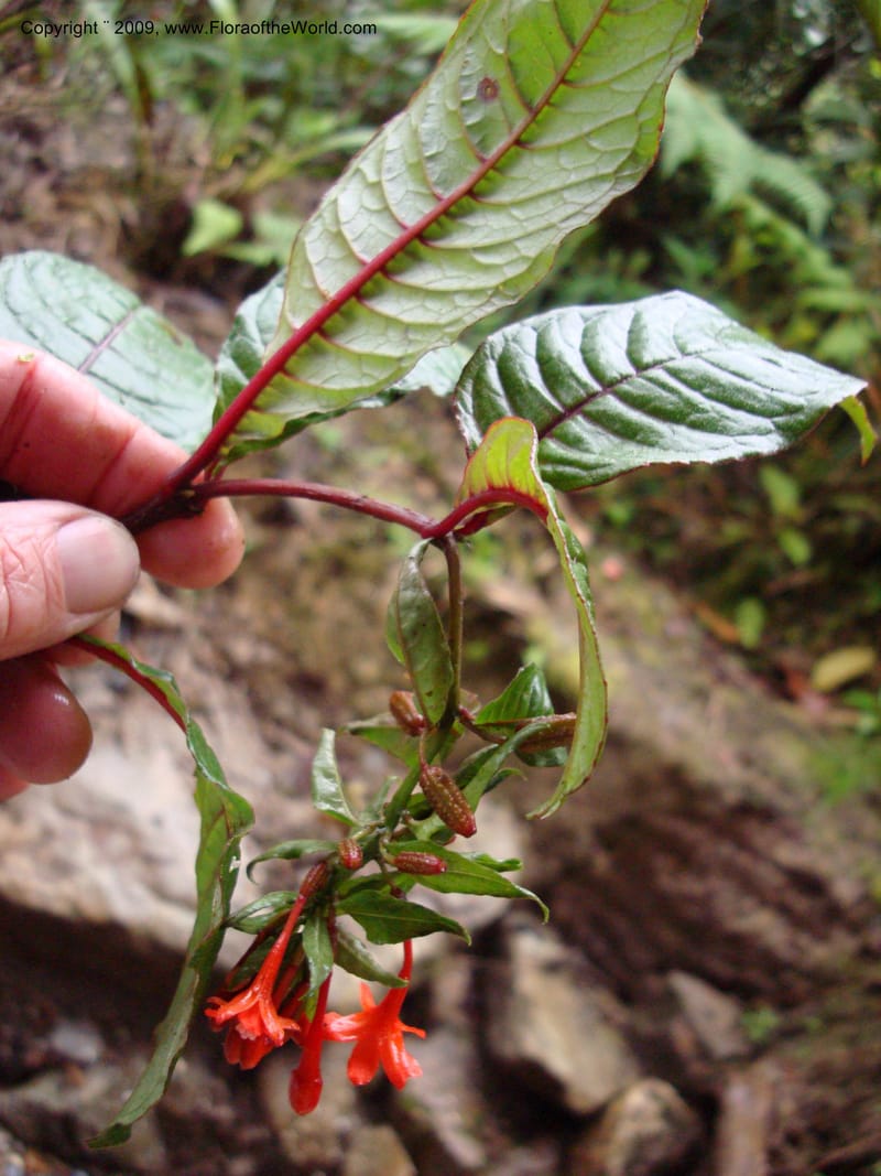 Fuchsia...DN216035,Ecuador.Prov.ZamoraC.Podocarpus,Tapichalaca26Sep2007 157.jpg