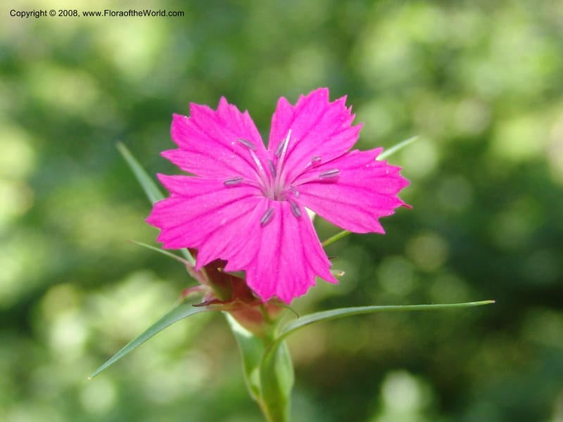 Dianthus subulosus--Georgia. Shio Mgvime Monastery road. 12 Jun 05. 094.jpg