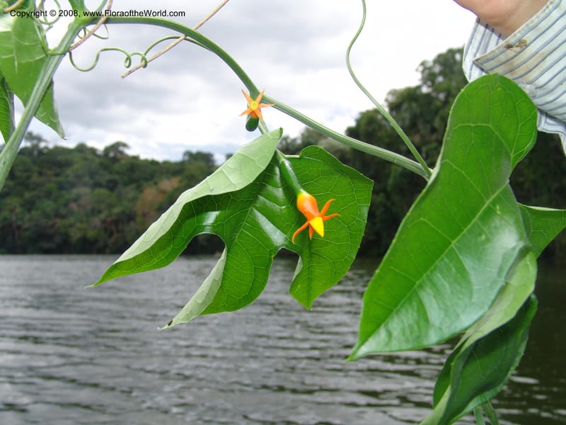 Gurania acuminata, AAraujoM1140--Bolivia. Pq. Nac. Madidi. Laguna Chalalan. 26 Nov 04. 463.jpg