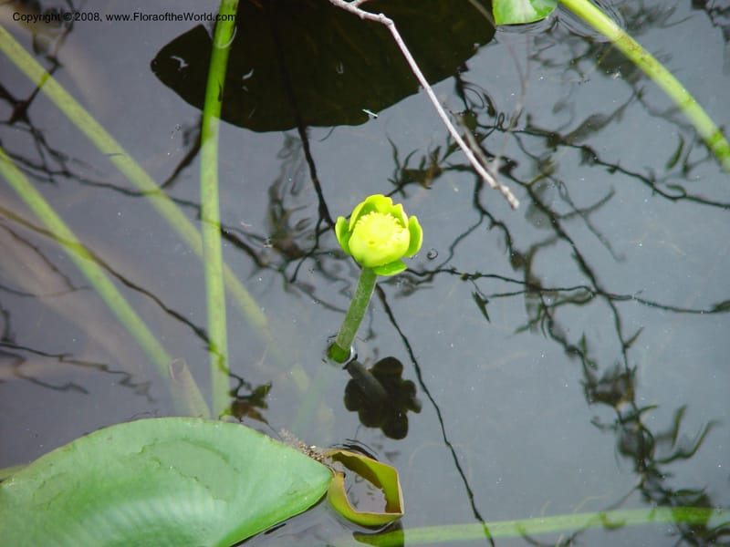 Nuphar advena--FL. Miami-Dade Co.  Everglades Nat. Pk. Royal Palm Visitor Ctr. 15 Jan 03. 033.jpg
