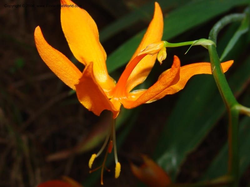 Crocosmia aurea--So.Africa. KZN. Midl. Meand. Granny Mouse. 13 Mch 05. 113.jpg