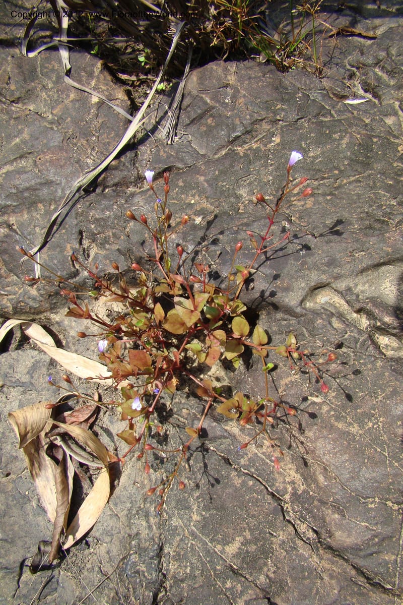 Lindernia, Regalado 1705--Viet Nam. Thua Thien Hue Prov. Nam Dong Distr. Thuang.12 Apr 09. 128.jpg