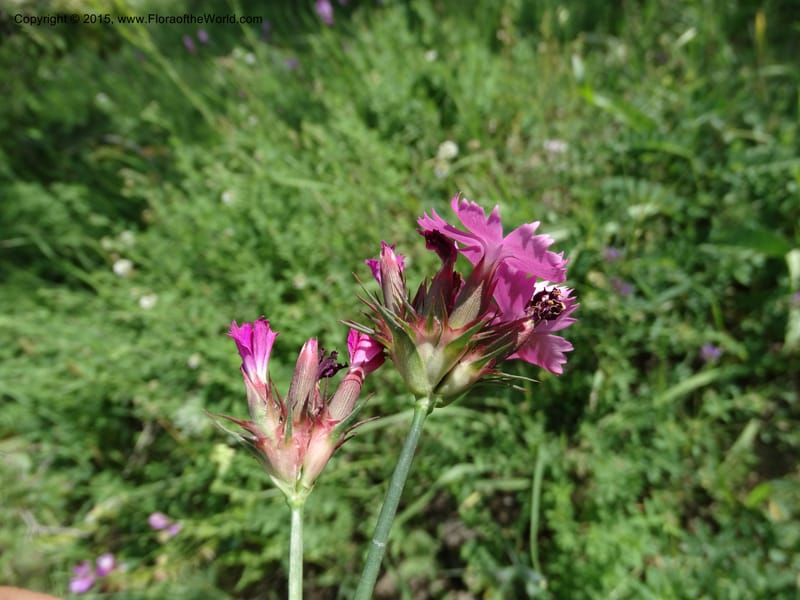 Dianthus subulosus, Davidson, C 12451--Georgia (Caucasus). Shio Mgvime. 7 Jun 2014. DSC07779 (331).JPG