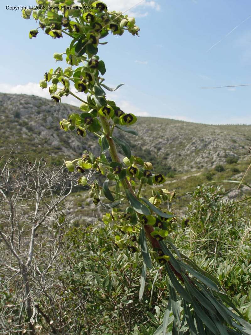 Euphorbia characias--Spain. Prov. Barcelona. Parc del Garraf. 20 Apr 04. 056.jpg