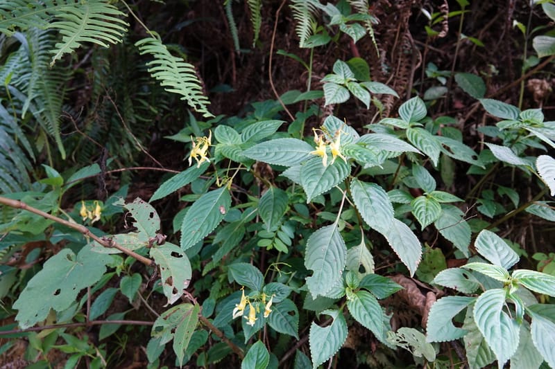 Impatiens ruiliensis, D. Boufford 44100--China. Yunnan. Lao jun Shan. 30 Apr 2018. DSC00424 (605).JPG