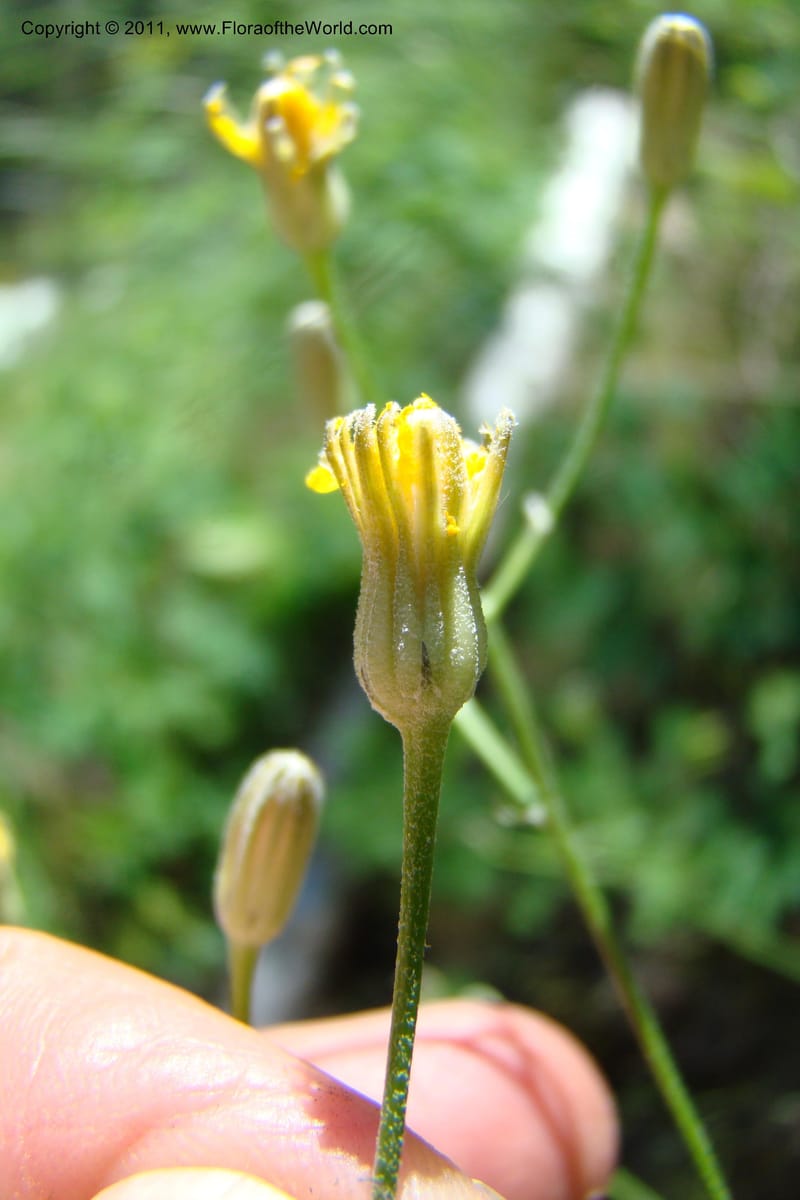 Crepis atrabarbata, C. Davidson 11389--IIdaho. Idaho Co. Salmon River. Shepp Ranch. 28 May 2009. 185.jpg