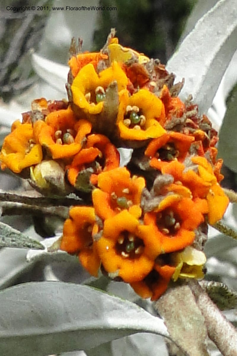 Buddleja incana, Ulloa 2067--Ecuador. Pichincha. Res. Ecol. Ilinizas. 4 June 2011. 321 (7).jpg