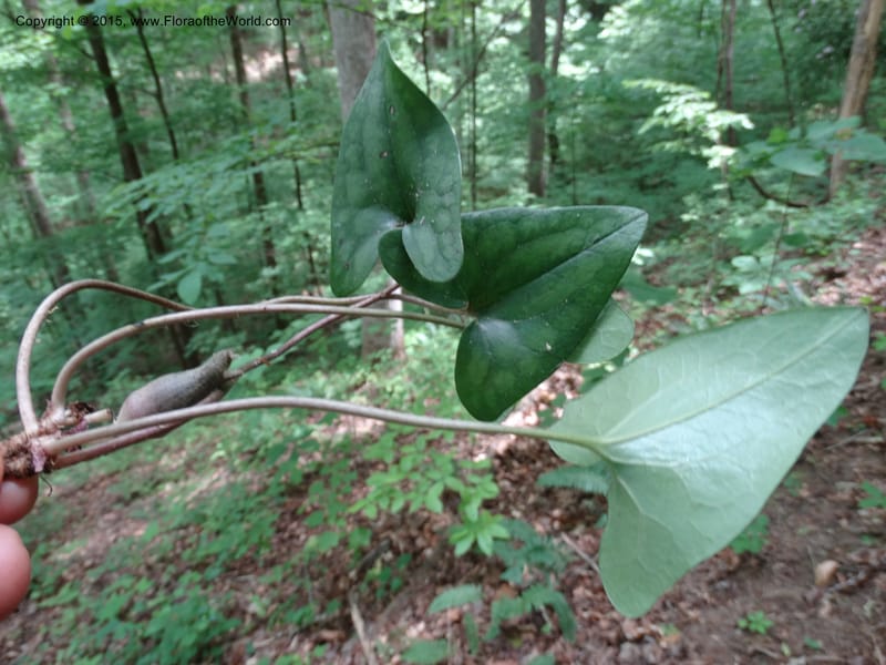 Asarum arifolium, Davidson, C 13035--Georgia. Stephens Co. Panther Cr. 18 May 2015.  (73).JPG