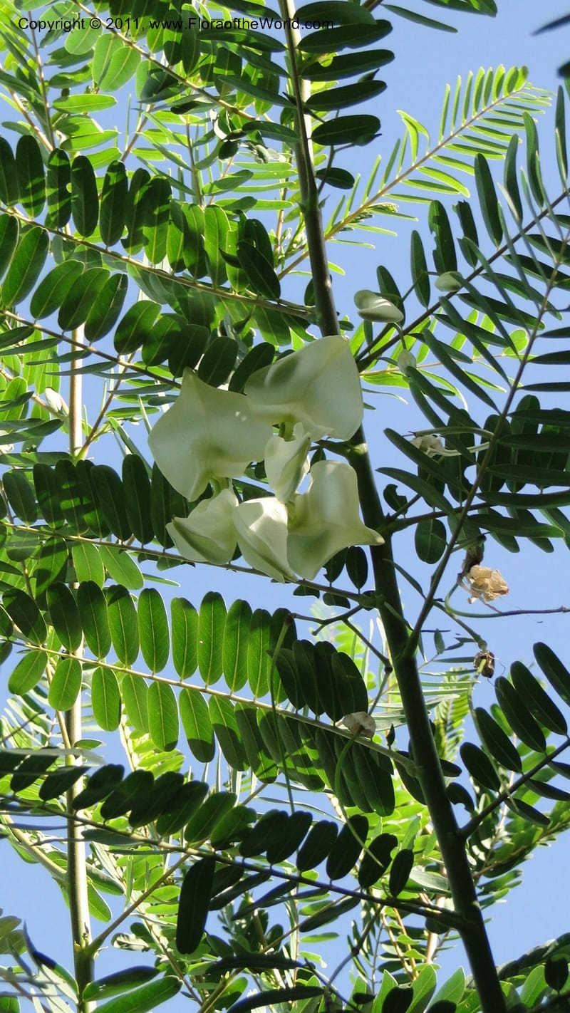 Sesbania grandiflora, Gereau--Tanzania. Univ. of Dar es Salaam. 9  May 2010 367 (9).jpg