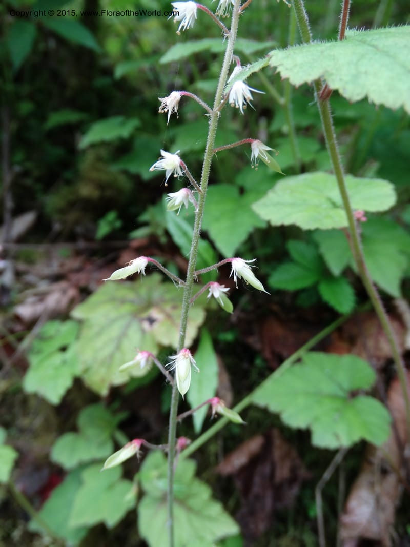 Saxifraga mengtzeana, Boufford, D 43703--China. Sichuan. DongLa Ecoreserve. 13 May 2014. DSC06300 (70).JPG