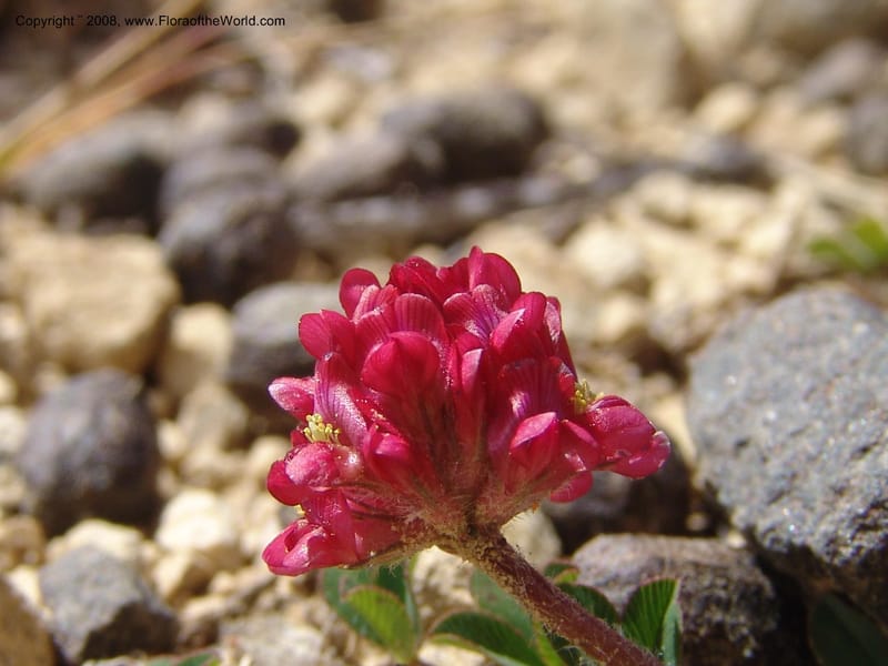 Trifolium burchellianum--So.Africa. E. Cape. R58 SE of Barkly East.10 Mch 05. 245.jpg