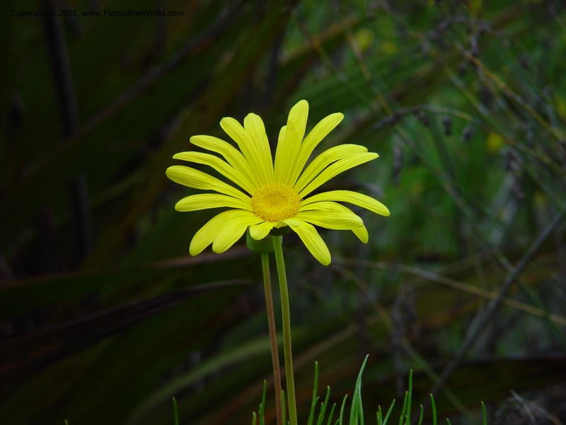 Euryops speciosissimus. 2000.0536--CA. UC Berkeley Bot. Gard. 11 Feb 03. 063.jpg