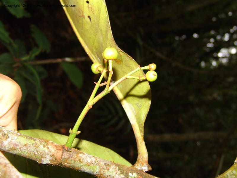 Tovomita, DNeill15784--Ecuador. Prov. Zamora Ch. C. del Condor. Las Orquideas. 16 Sep 07. 100.jpg
