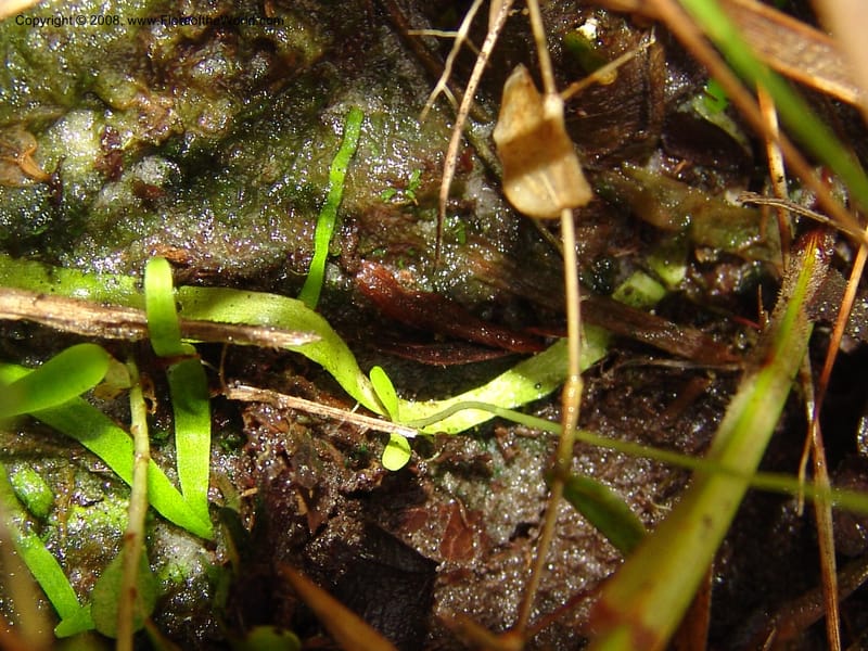 Utricularia andongensis, GWalters1643--Gabon. Prv. Estuaire. Mondah For. 16 Apr 06. 059.jpg