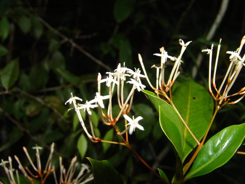 Ixora, ZRogers899--Madagascar. Prov. Toliar. Mandena Centr. Res Ecol. 19 Jan 06. 280.jpg