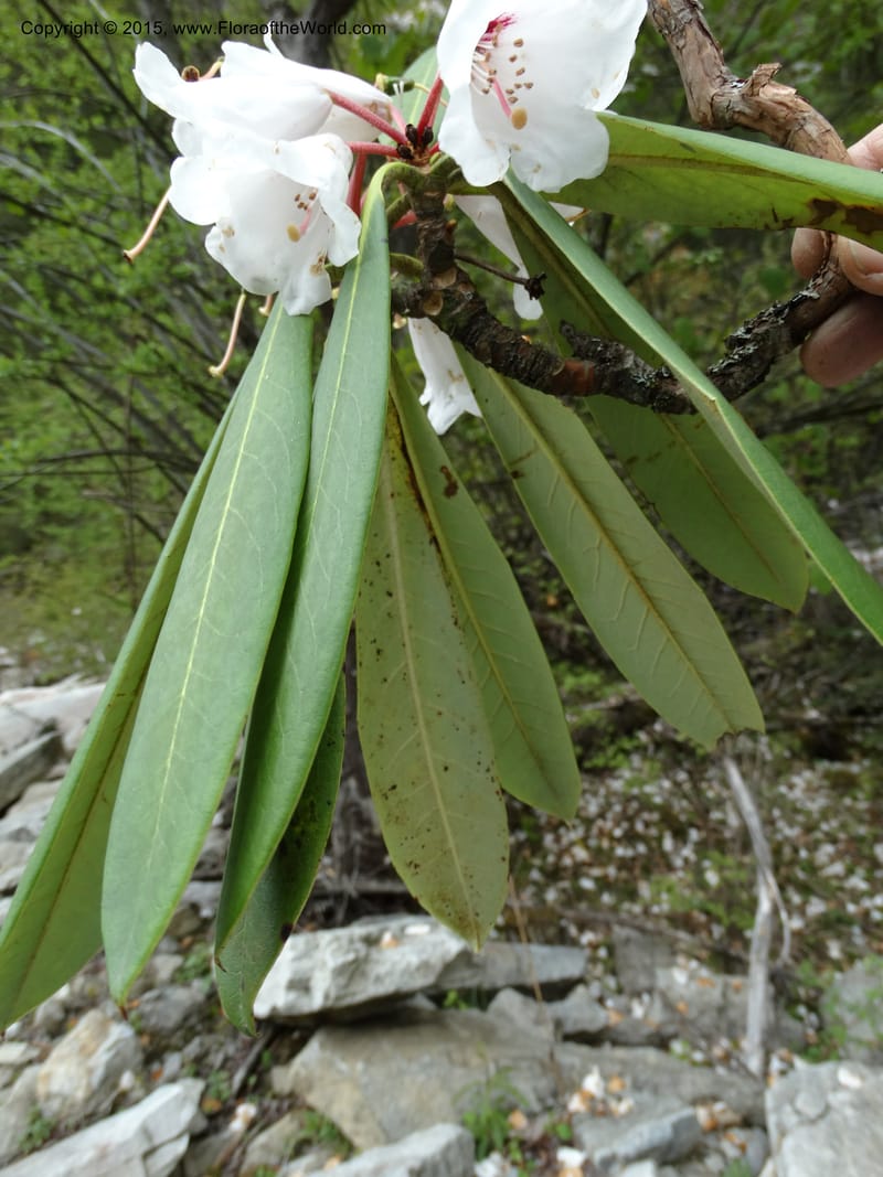 Rhododendron, Boufford, D 43641--China. Sichuan. XiaYingShan to XiangZhai. 10 May 2014. DSC05109 (245).JPG