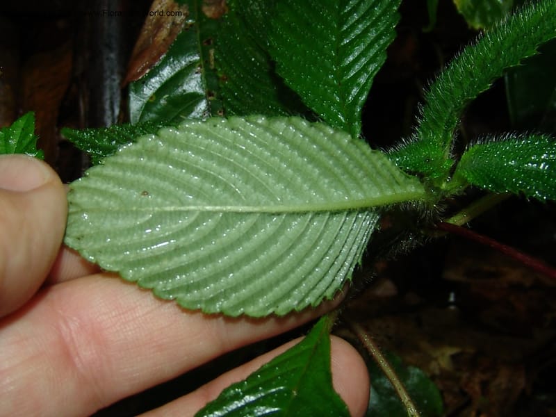 Gasteranthus, Croat 95692--Ecuador. Maquipucuna Biol. Res. Send. Princip. 11 Mar 06. 011 (11).jpg