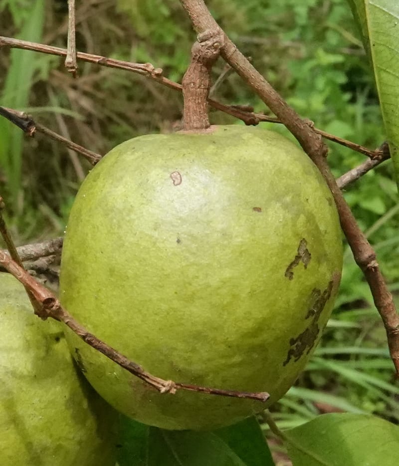 Irvingia gabonensis, C. Davidson 13929--Gabon. Missome Village. 31 Oct 2018. DSC00817 (160).JPG