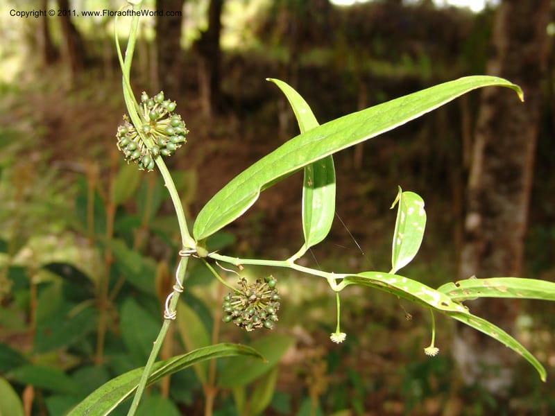 Smilax obliqua, RVasquez 31461--Peru. Prov. Oxa. Parq. Nac. Yanachaga Chemillen. 12 Oct 06. 177 (5).jpg
