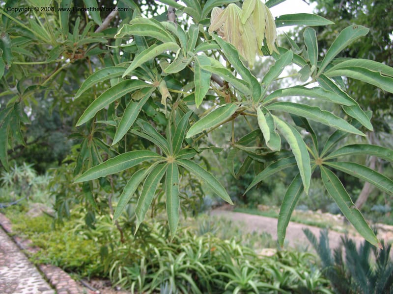Sterculia murex--So. Africa. Lowveld Nat. Bot. Gard. 14 Mch 05. 301.jpg