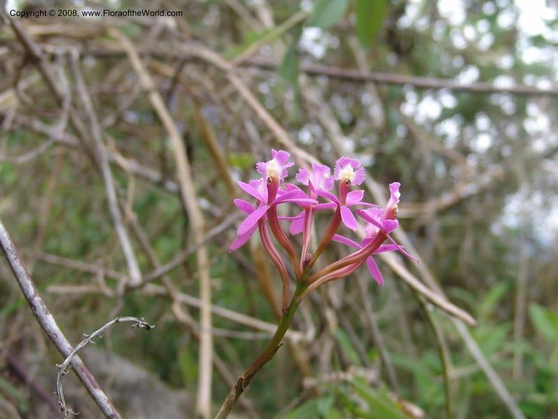 Epidendrum secundum--Peru. Edo. Cuzco. Machu Picchu. 27 Oct 05. 286.jpg