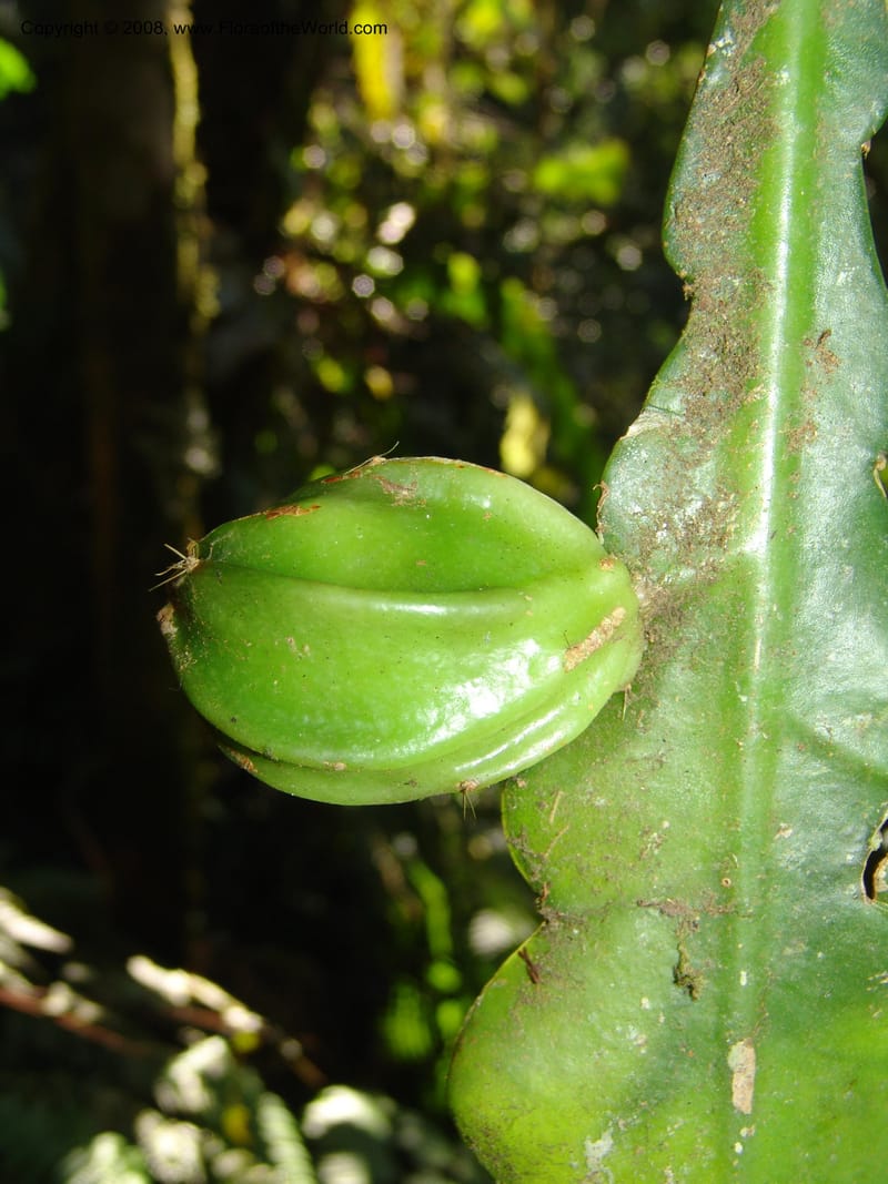 Epiphyllum crenatum, N.Martinez559--MX. Chiapas. Res. Biosf. El Triunfo. Sendero Cipresal. 9 Nov 04. 338.jpg