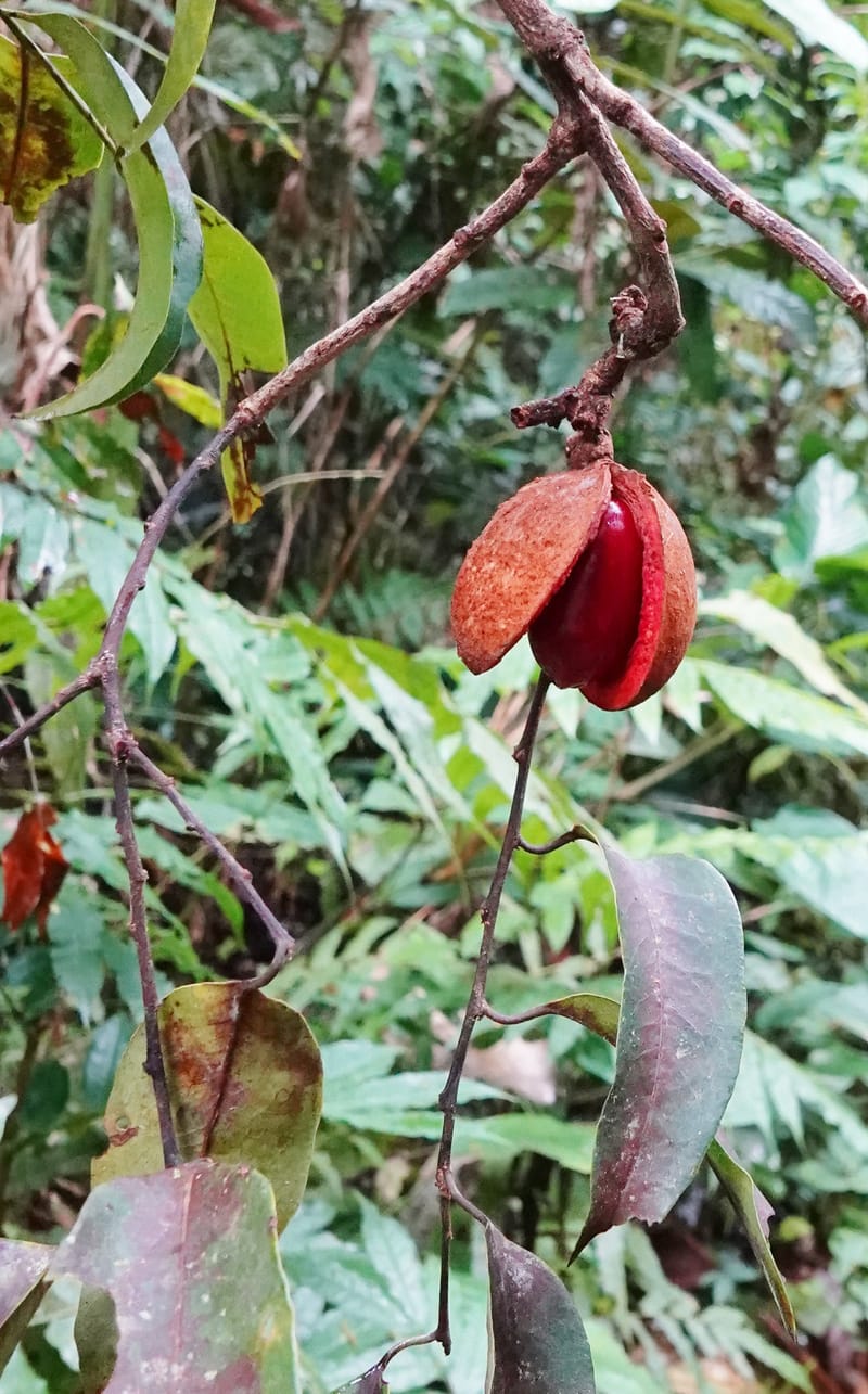 Staudtia gabonensis, C. Davidson 13939--Gabon. Maurel & Prom Oil Rd. 2 Nov. 2018. DSC01376 (250).JPG