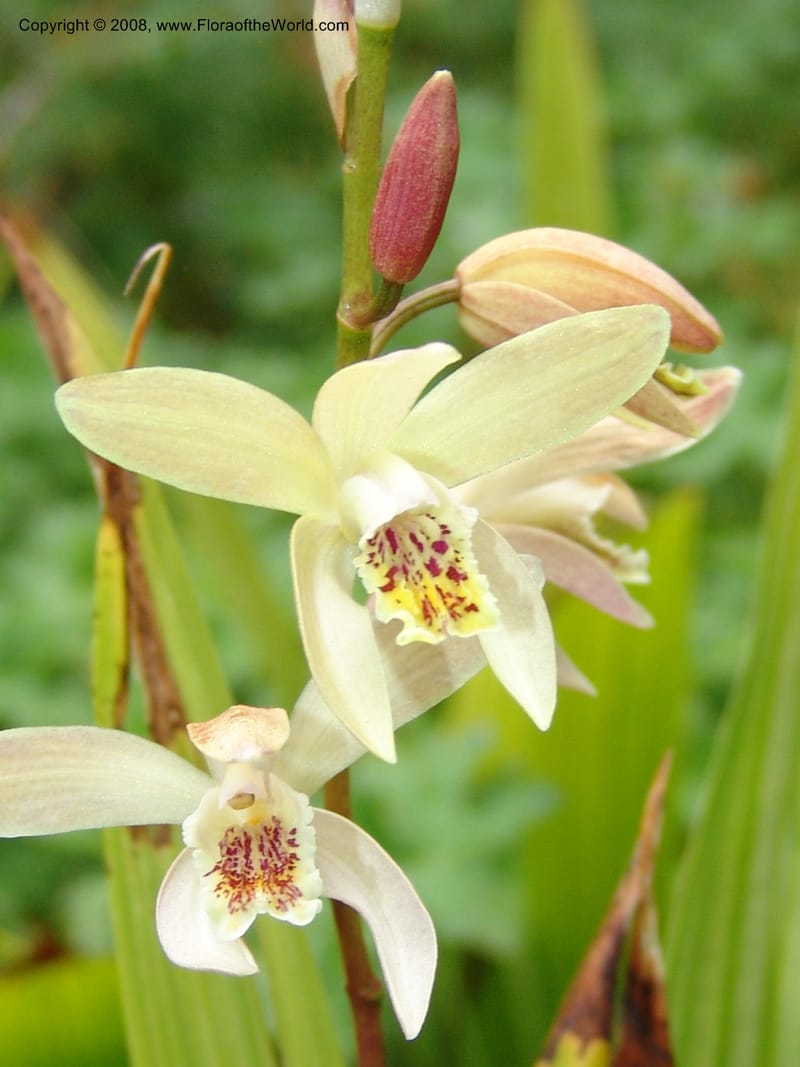 Bletilla ochracea, 80.1474CA. UC Berkeley Bot. Garden.  30 Jun 06. 003.jpg