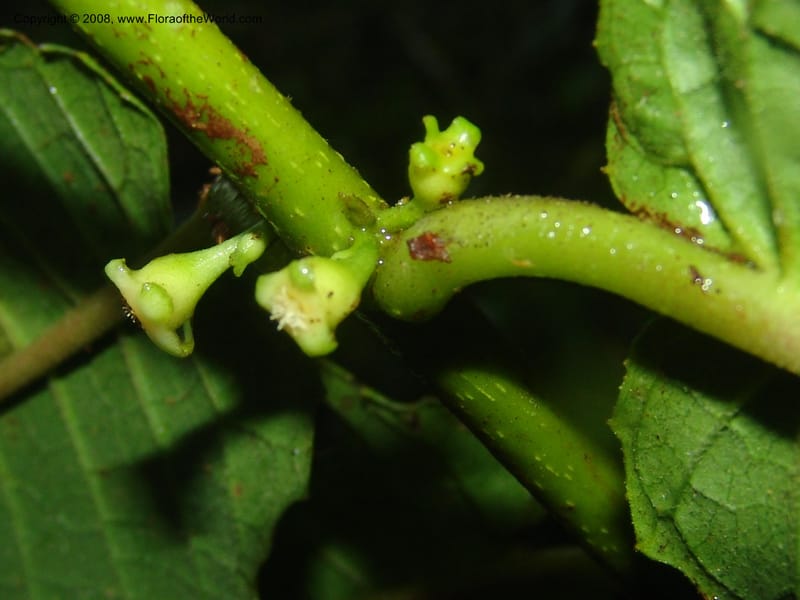 Siparuna subinodora, AAraujoM1193--Bolivia. Pq. Nac. Madidi. Rio Tuichi, Rudidi Cr. 28 Nov 04. 263.jpg