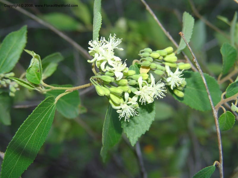 Grewia andrampara, Z.Rogers877--Madag. Prov. Toleara. Ifaty, Village Tortues. 15 Jan 06. 253.jpg