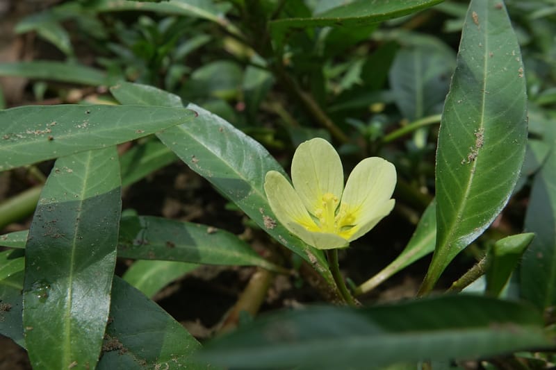 Ludwigia adscendens subsp. diffusa, L. Nanyeni 1193--Namibia. Kunene R. rd. east. 20 Mar 2018. DSC02082 (104).JPG