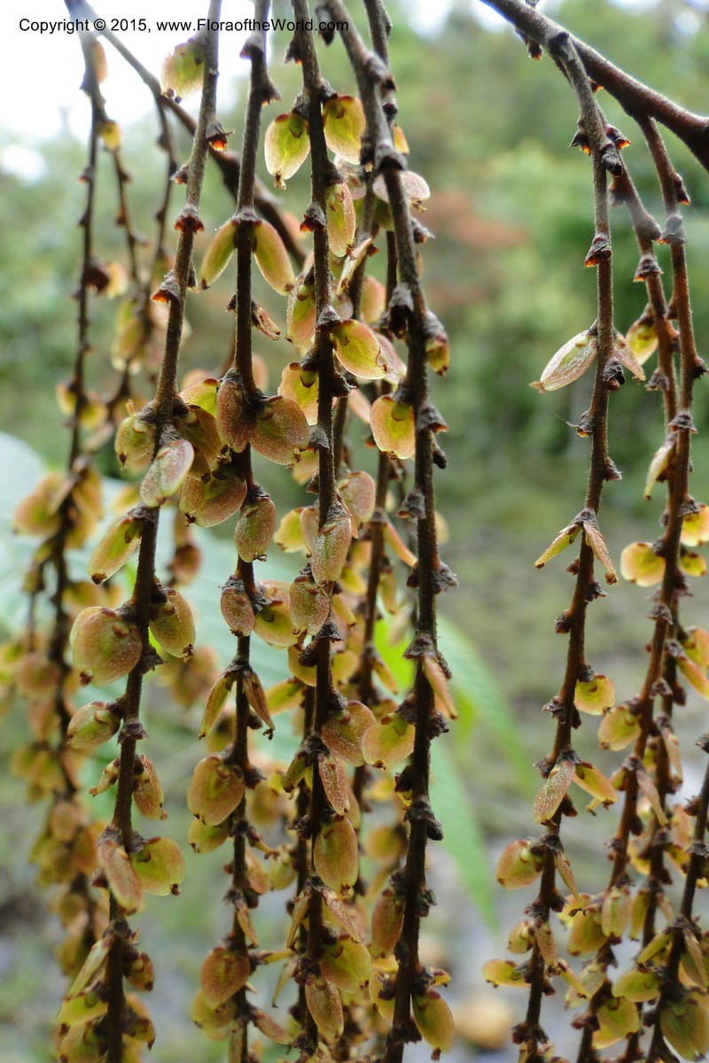 Rhoiptelea chiliantha, Regalado 1809--Viet Nam. Trail to Siu Chai Commune. 5 May 2011. 306 (11).jpg