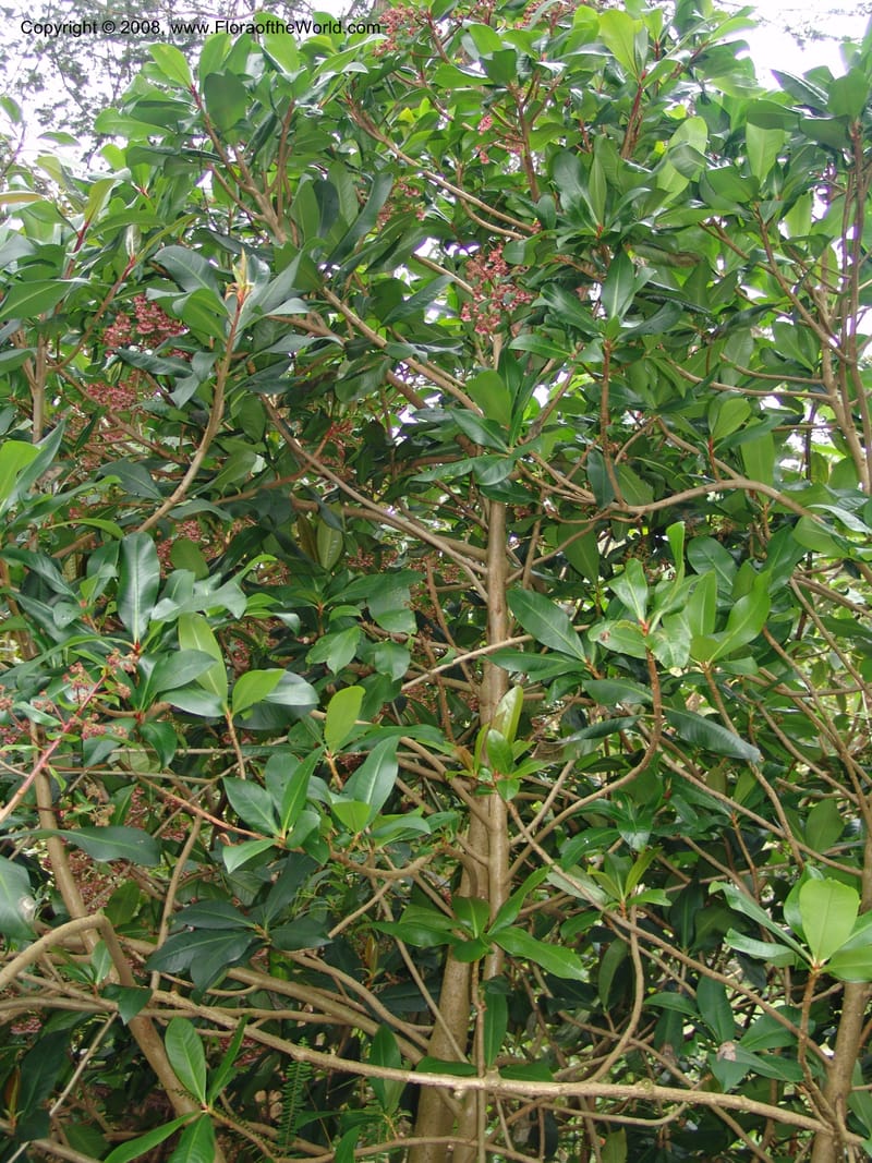 Parathesis--CA. San Francisco Botanical Garden (Strybing Arb.). 30 Mch 06. 194.jpg