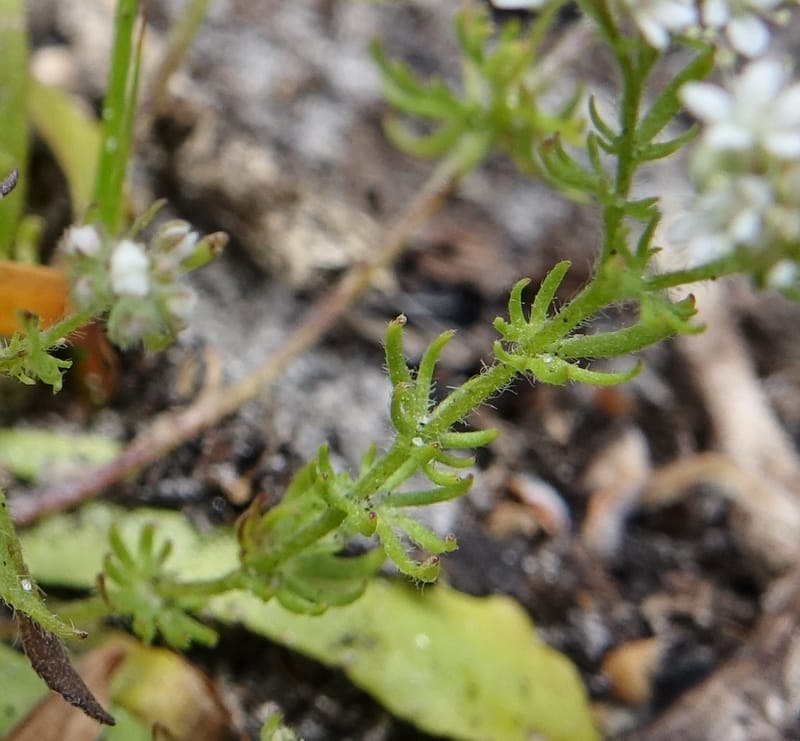 Eremosyne pectinata, Davidson, C 13494--Australia. W. A. Two People's Bay Nat. Res. 29 Oct 2016. DSC06475 (14).JPG