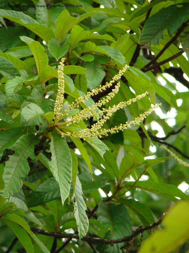 Clethra mexicana, RAguilar11192--Costa Rica. Puntar. Osa. Los Mogos. 17 Apr 08. 438.jpg