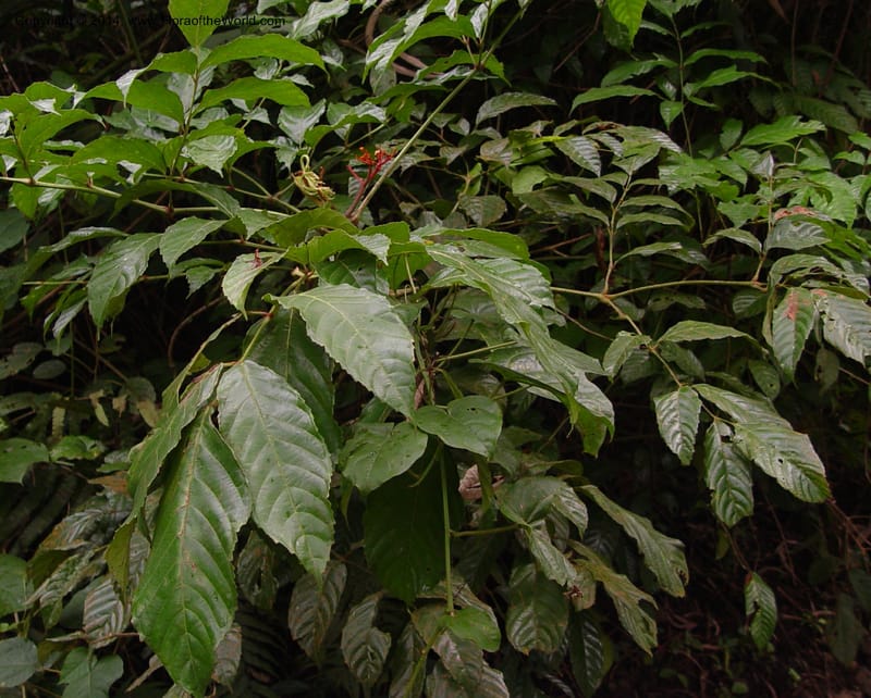 Leea guineensis--Cameroon. Mt. Cameroon. 6 Dec 03. 088a (5).jpg