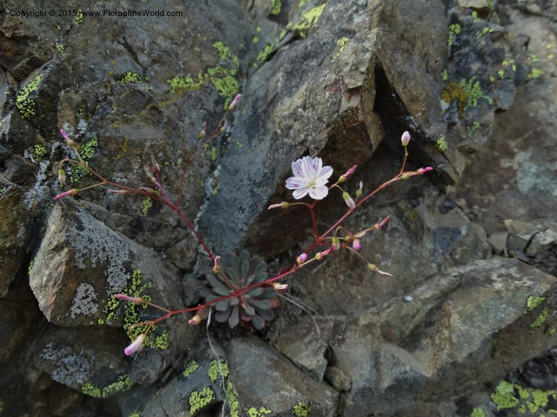 Lewisia columbiana var. wallowensis, Davidson, C 12591--ID. Idaho Co. Seven Devils Camp Ground. 15 Jul 2014. DSC00113 (125).JPG