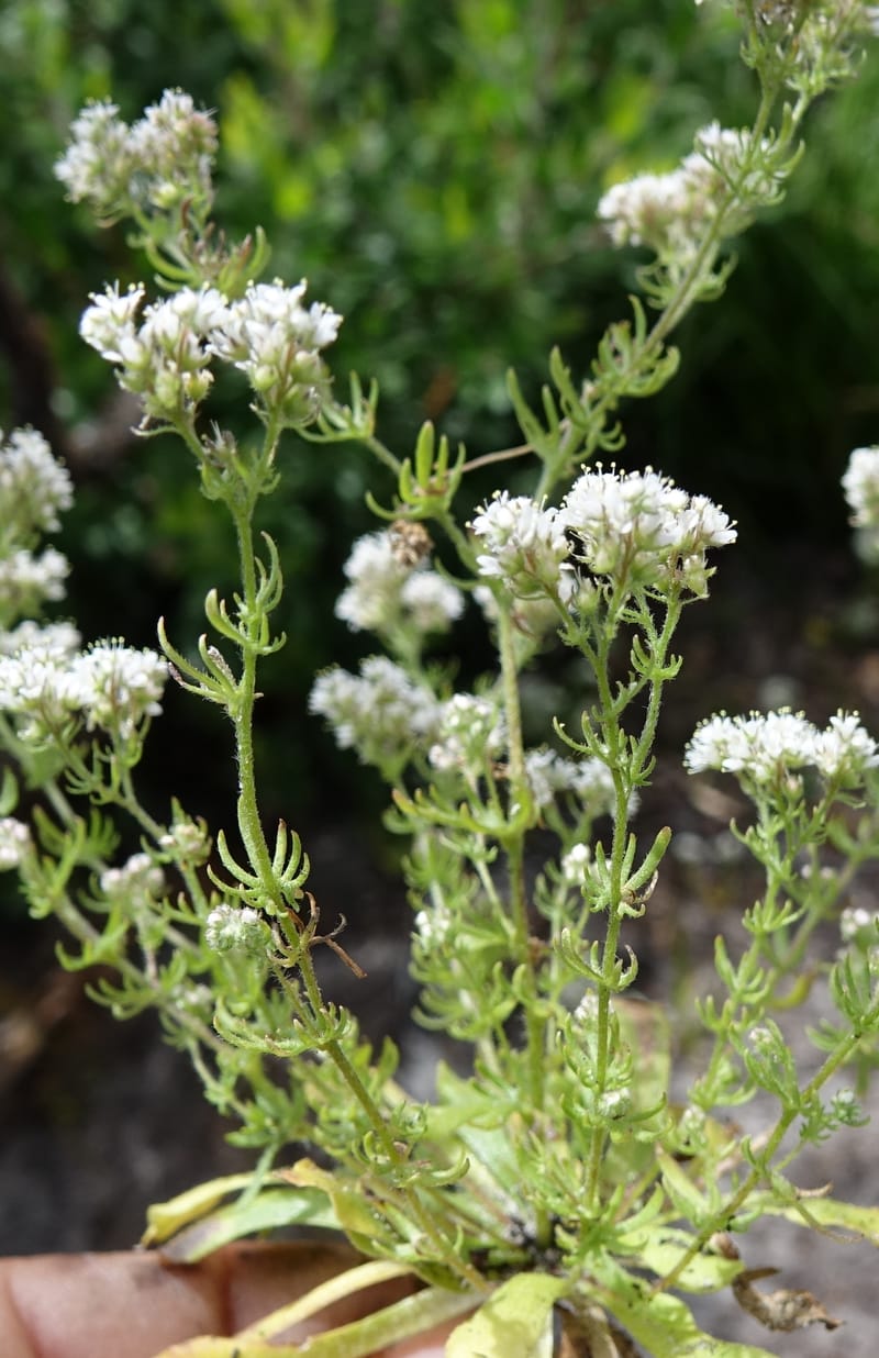 Eremosyne pectinata, Davidson, C 13494--Australia. W. A. Two People's Bay Nat. Res. 29 Oct 2016. DSC06475 (18).JPG