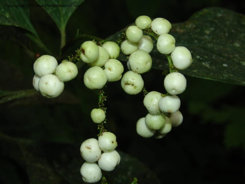 Tournefortia, Croat94425--Ecuador. Prov. Pichincha. Res. Guaycuyacu. 10 Feb 05. 193.jpg