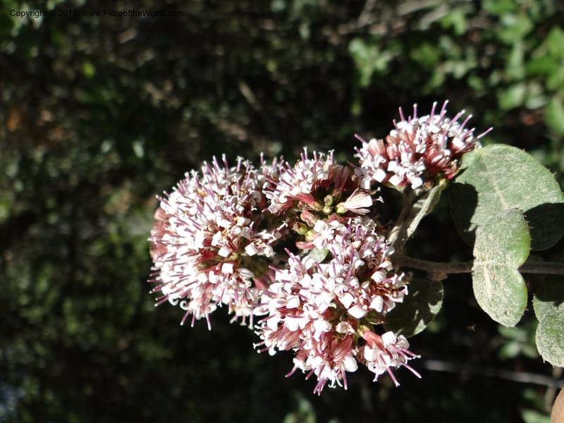 Proustia pyrifolia, WDS 34170--Chile. E of San Clemente. 21 Feb 2013. DSC02256 (98).JPG