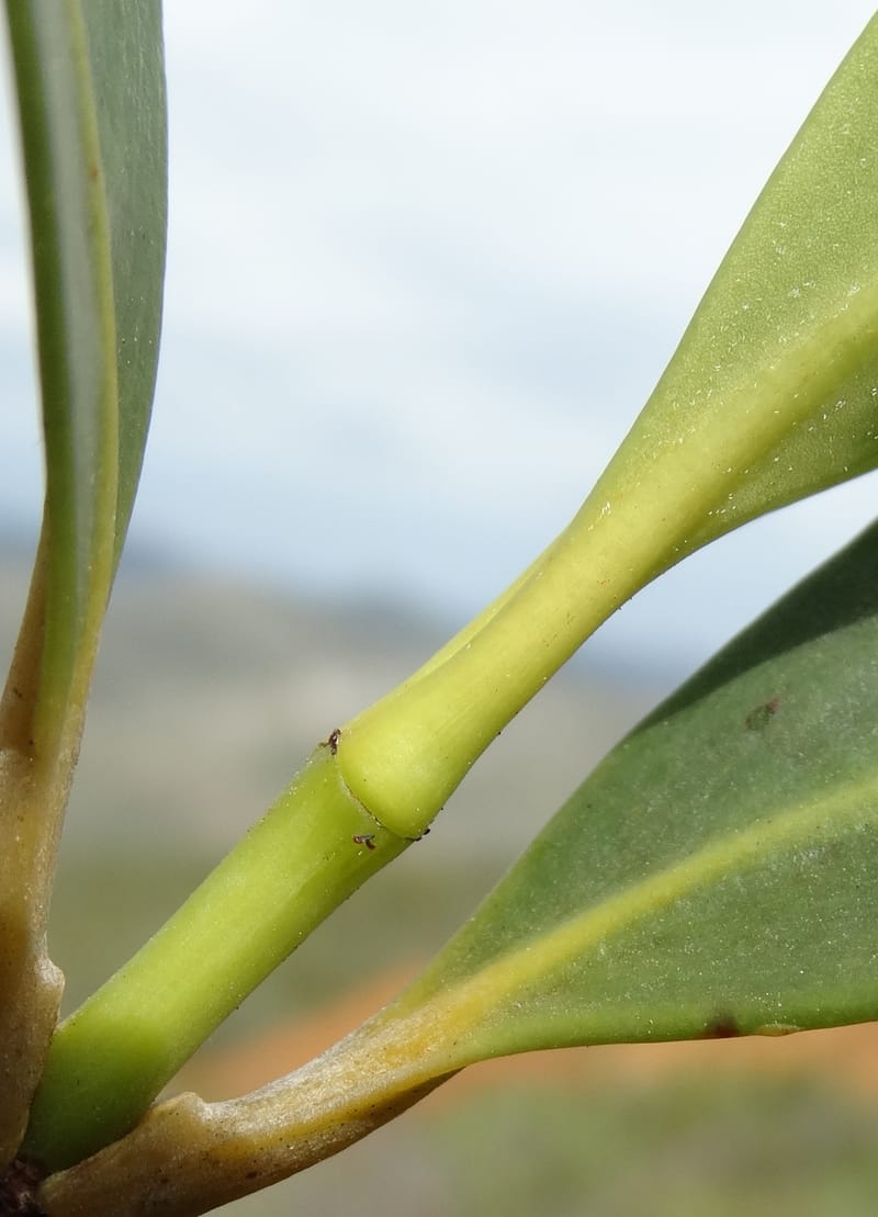Garcinia, Munzinger, J 7454--New Caledonia. Tiebaghi. 17 Nov 2015. DSC03437 (111).JPG