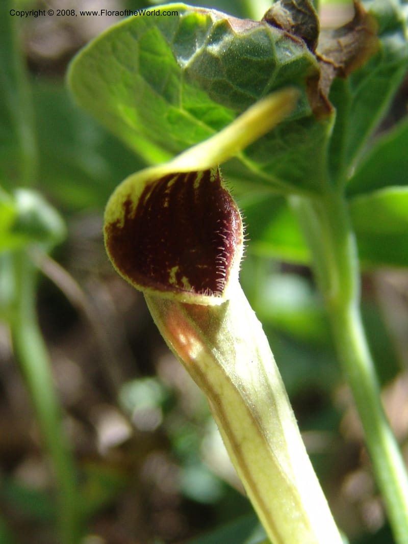 Aristolochia paucinervis--Spain. Pr.Granada. Trail upslope from Pampaneira. 20 Apr 05. 028.jpg