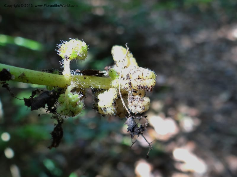 Pedicularis, VC 5501--Thailand. Chiang Mai. Doi Inthanon Nat. Park. 8 Nov 2012. DSC07747 (50).JPG