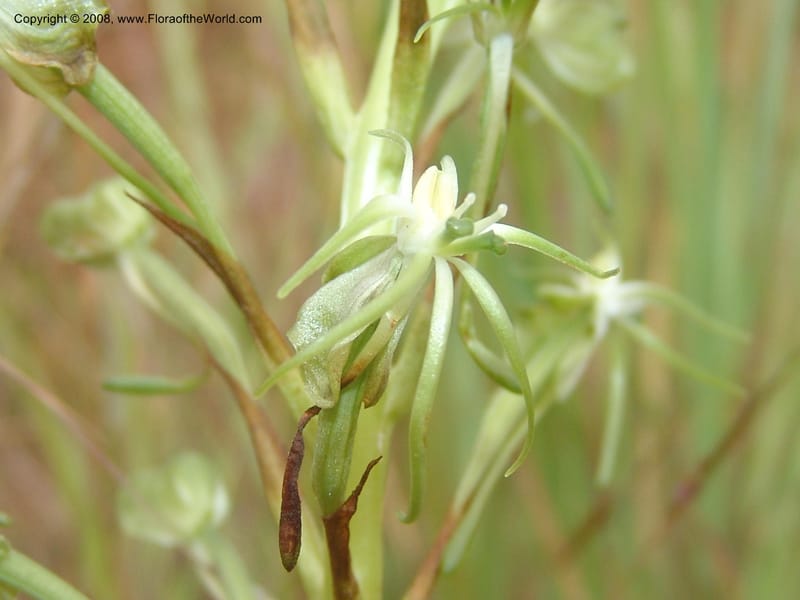 Habenaria--So.Africa. Mpumal. Moodie Mts.  18 Mch 05. 123.jpg