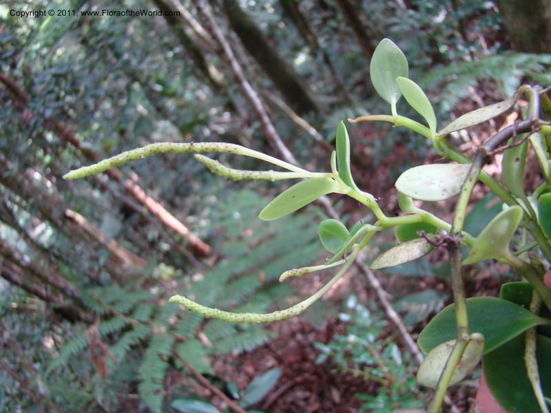 Peperomia, Munzinger, J 4870--New Caledonia, Dogny, 19 Nov 2007, 59 (8).jpg