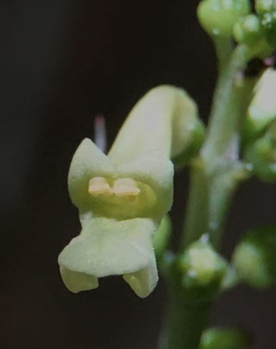 Thomandersia laurifolia, C. Davidson 13964--Gabon. Arb. Sibang. 5 Nov. 2018. DSC02235 (356).JPG