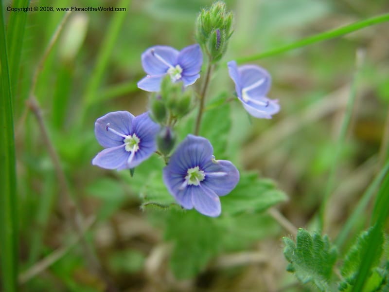 Veronica chamaedrys--Italy. Abruzzo. Parque Naz. Majella. 8 May 03. 033.jpg