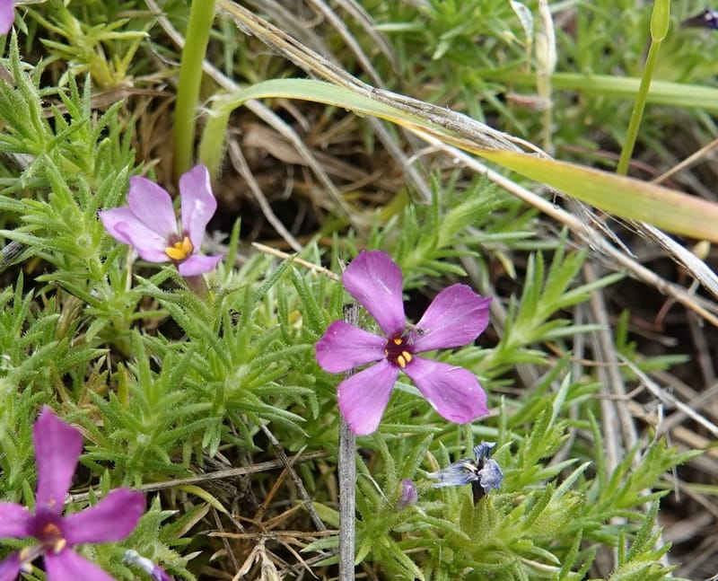 Phlox condensata, C. Davidson 13762--Oregon. Wallowa Co. Zumwalt.Trail Cr. Rd. 4 Jun 2018. DSC04078 (504).JPG
